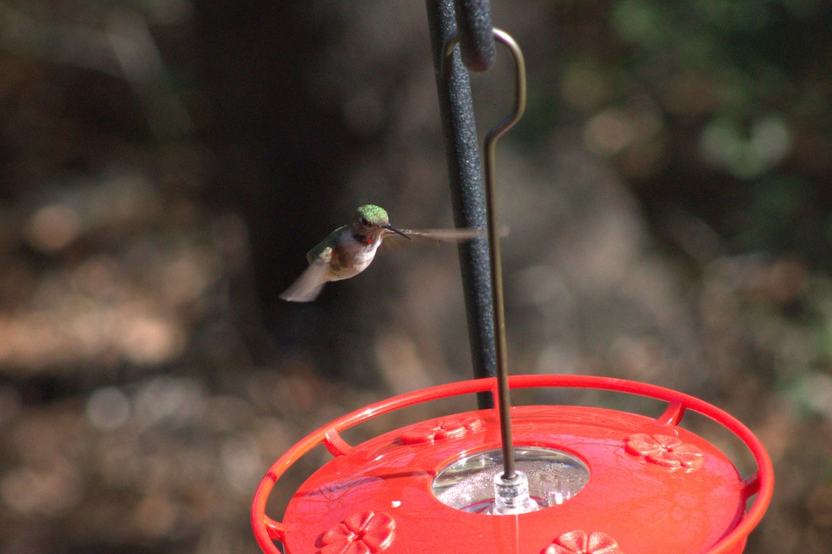 Broad-tailed Hummingbird - ML619296107