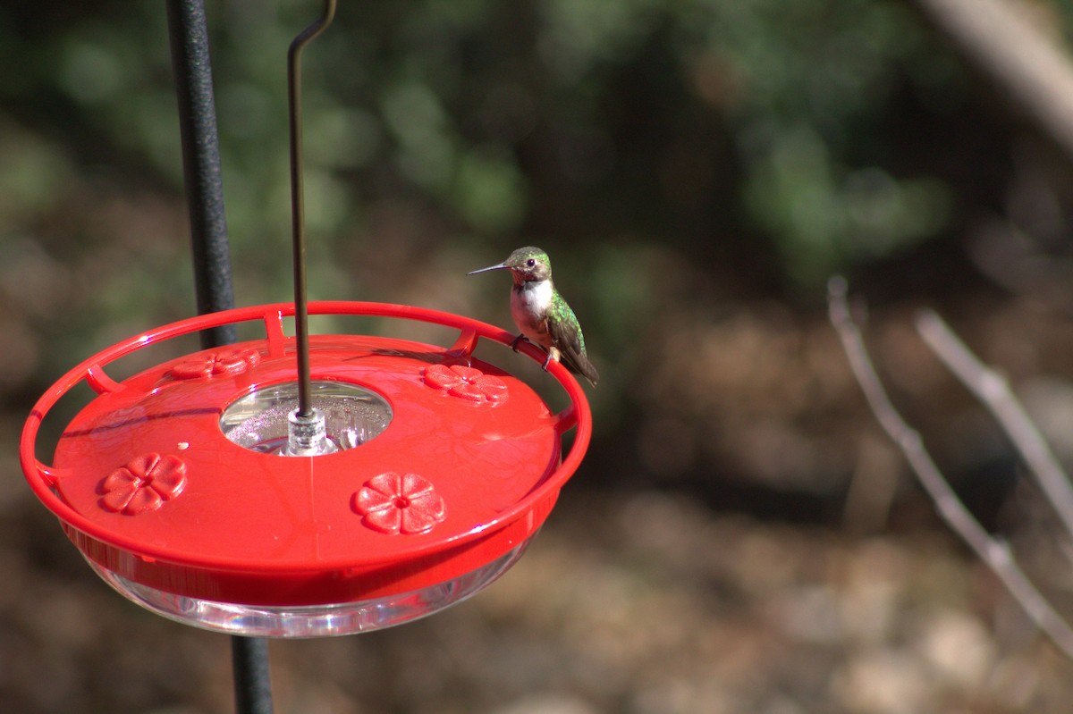 Broad-tailed Hummingbird - ML619296108