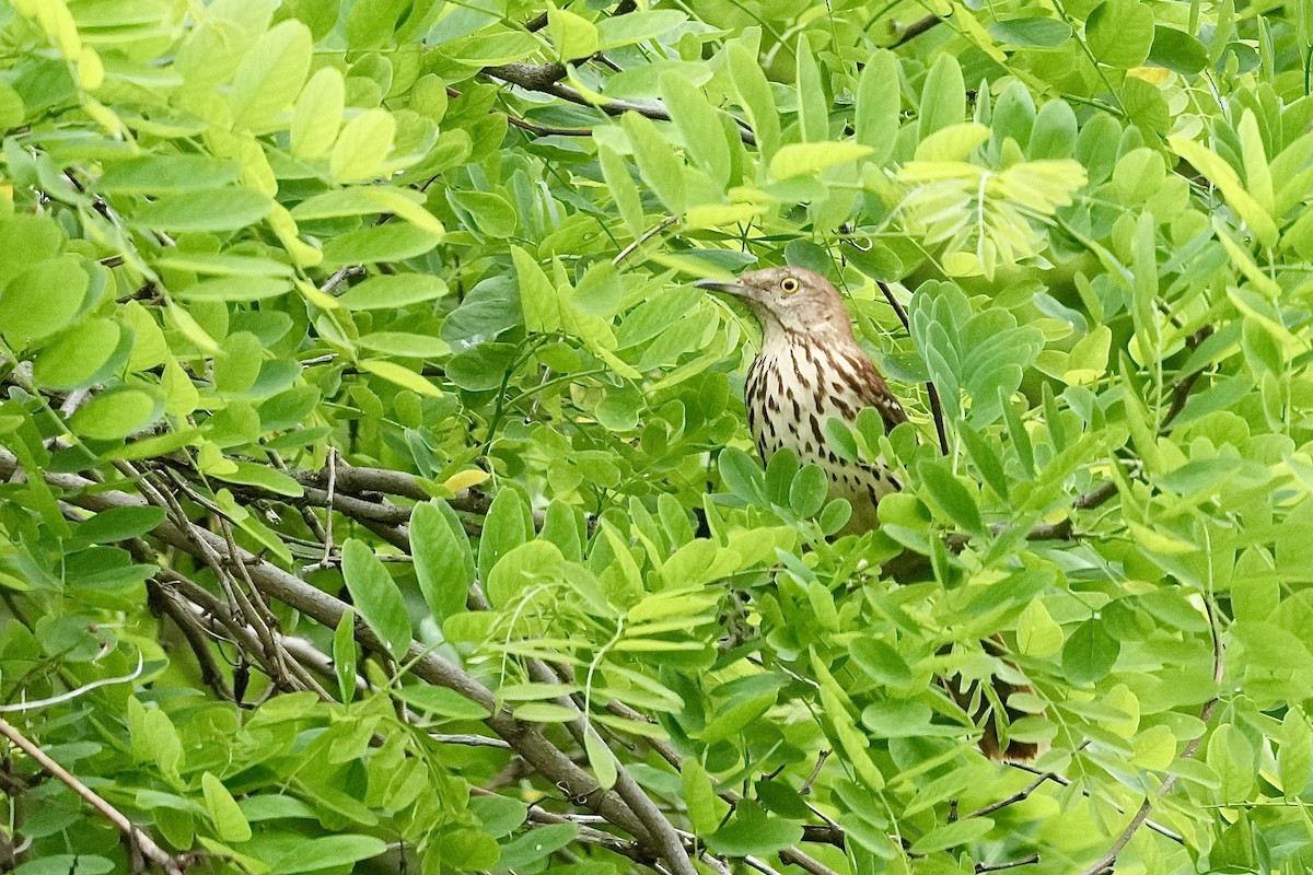 Brown Thrasher - Stacy Rabinovitz