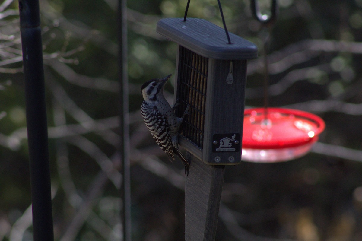 Ladder-backed Woodpecker - William Huggins