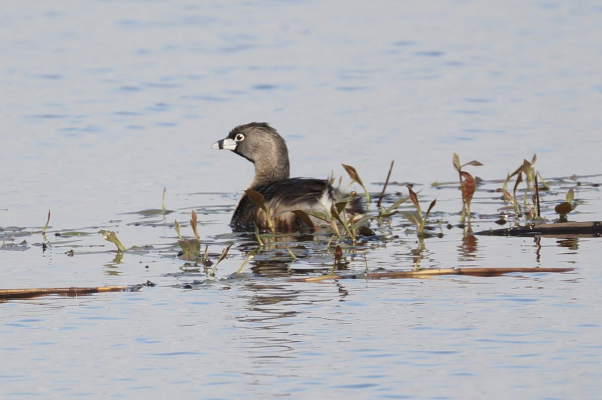 Pied-billed Grebe - ML619296131