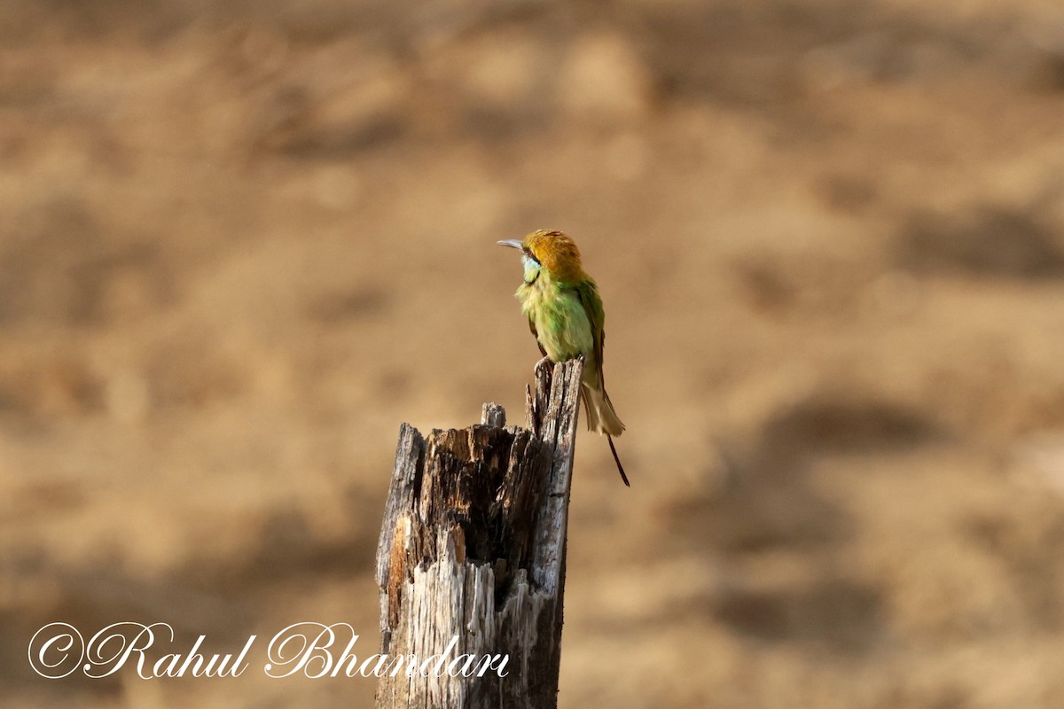 Asian Green Bee-eater - Rahul Bhandari