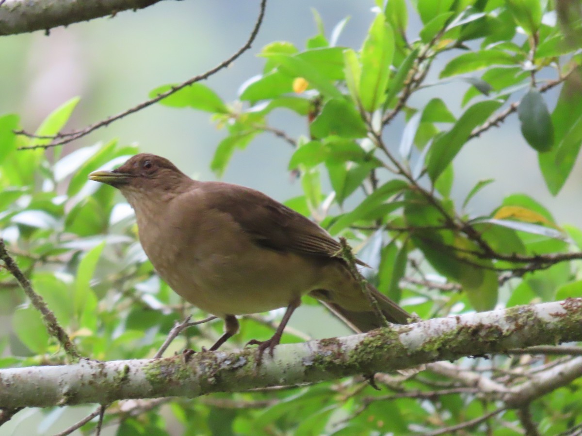 Clay-colored Thrush - John Kugler