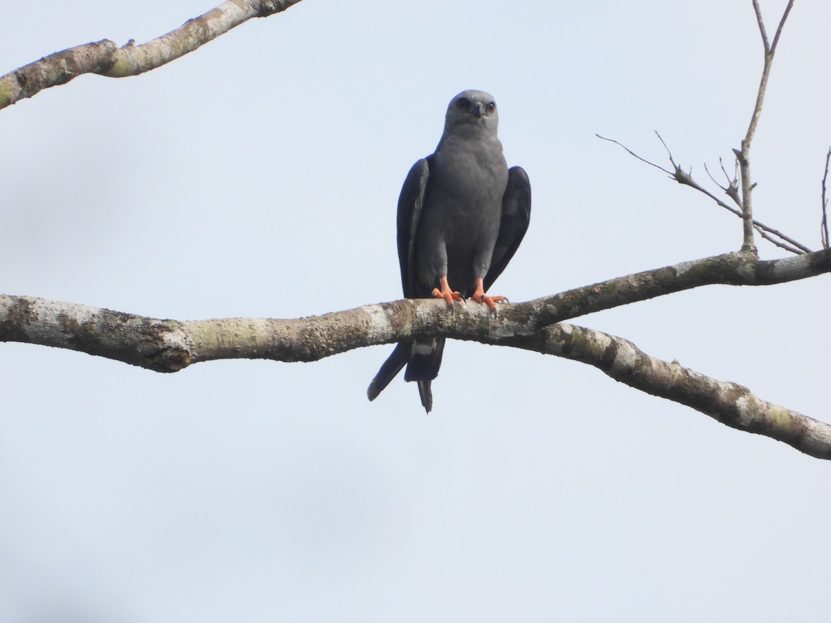 Plumbeous Kite - Joel Amaya (BirdwatchingRoatan.com)