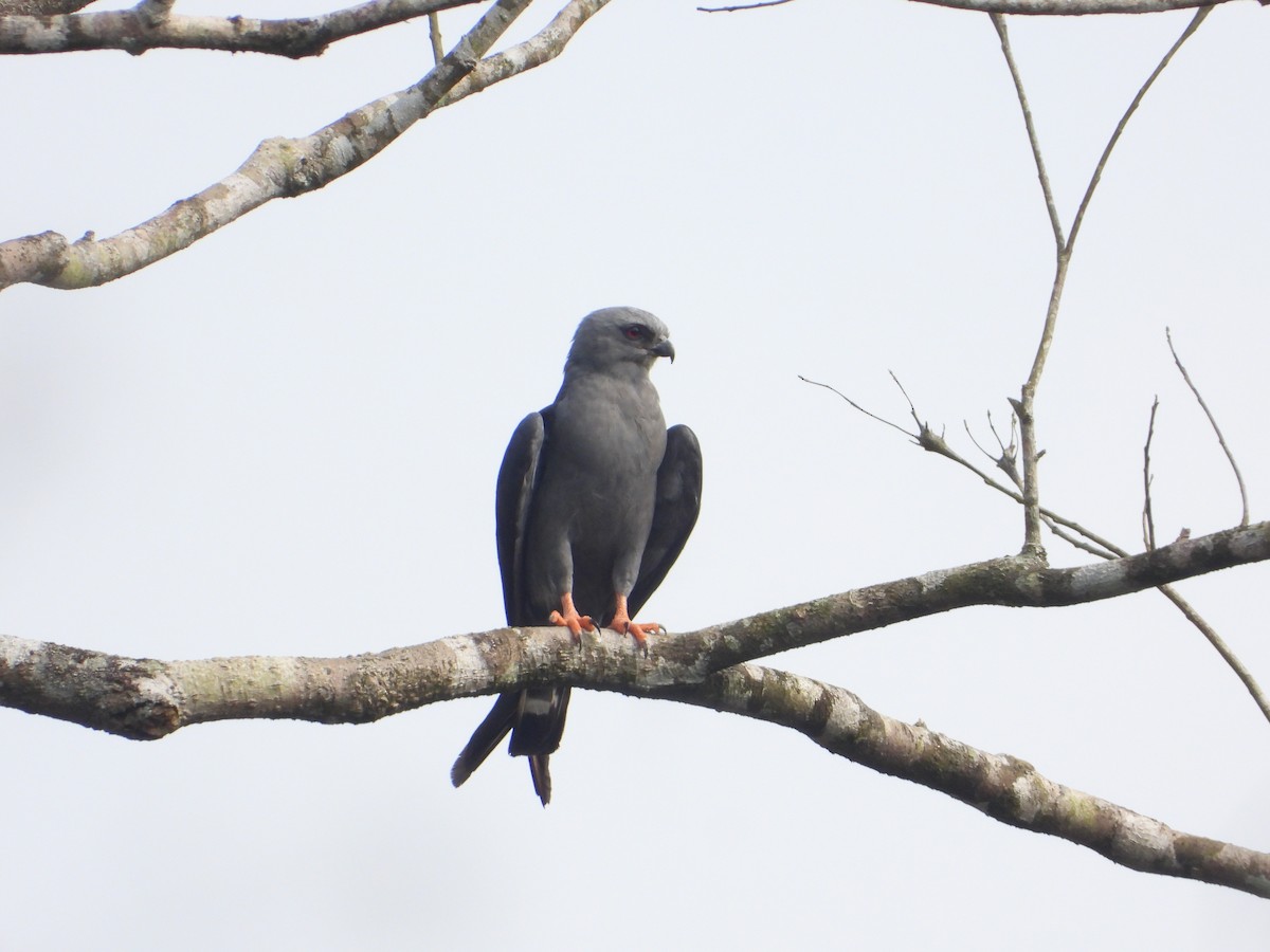 Plumbeous Kite - Joel Amaya (BirdwatchingRoatan.com)