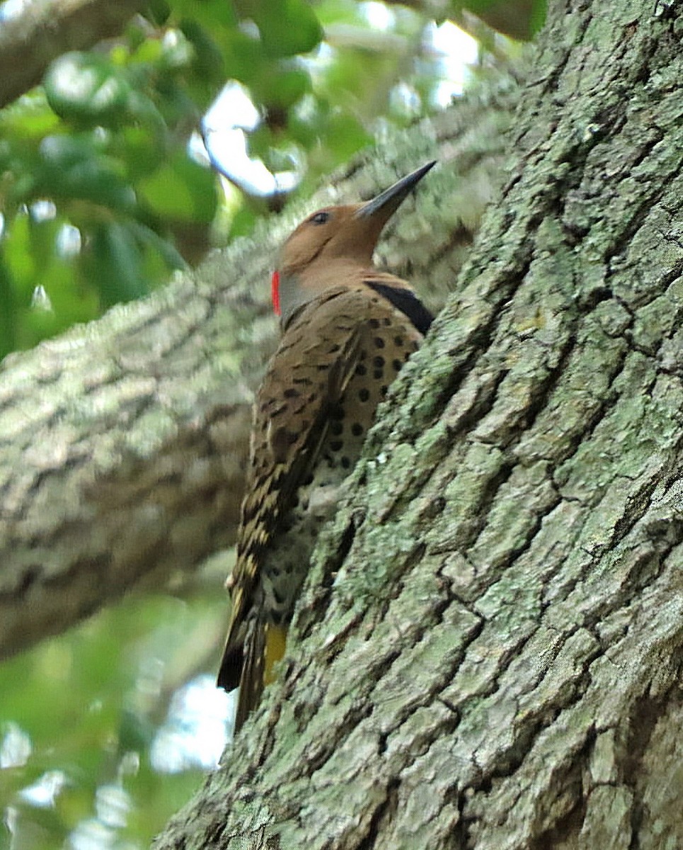 ハシボソキツツキ（auratus／luteus） - ML619296164