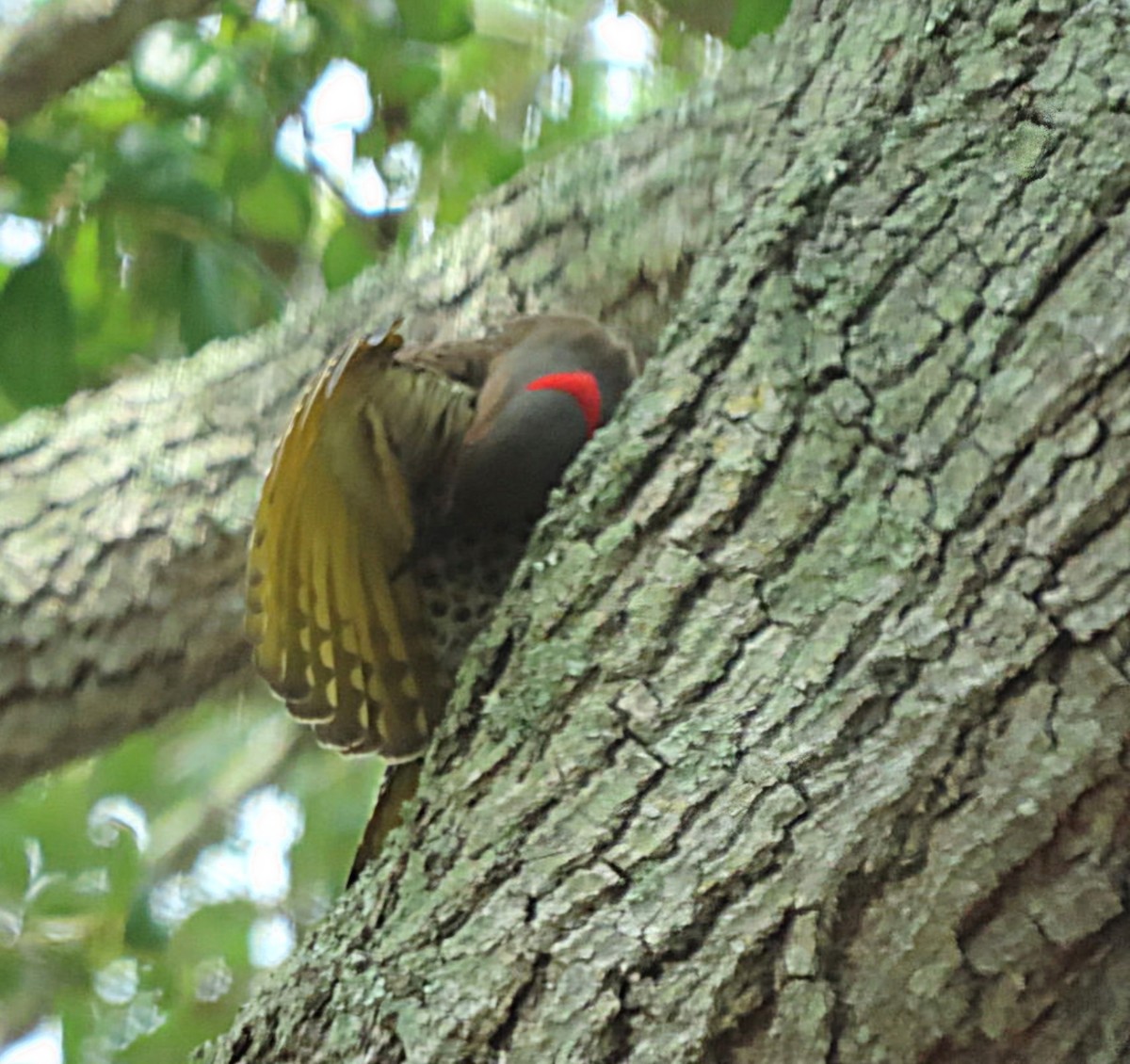 Northern Flicker (Yellow-shafted) - ML619296165