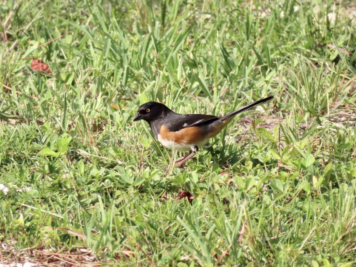 Eastern Towhee - ML619296168