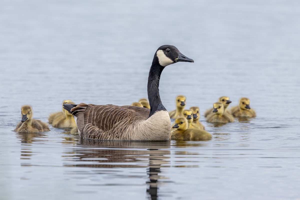 Canada Goose - Norman Franke