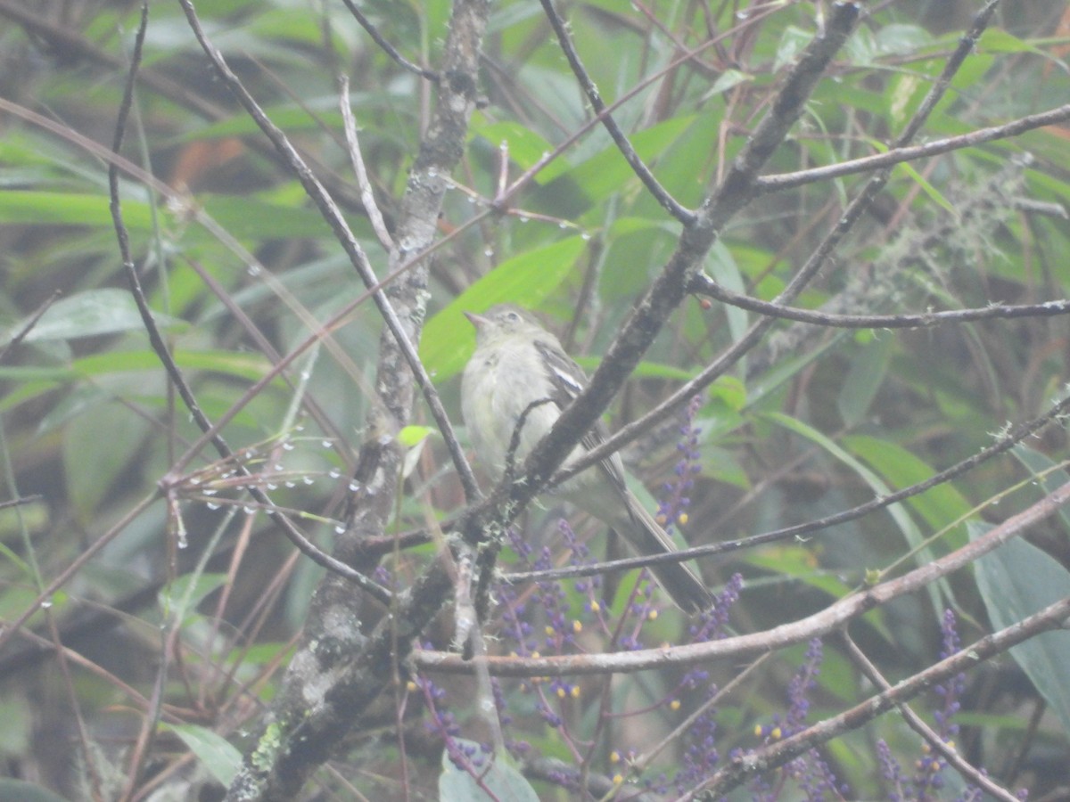 White-crested Elaenia - Juan Aguilar