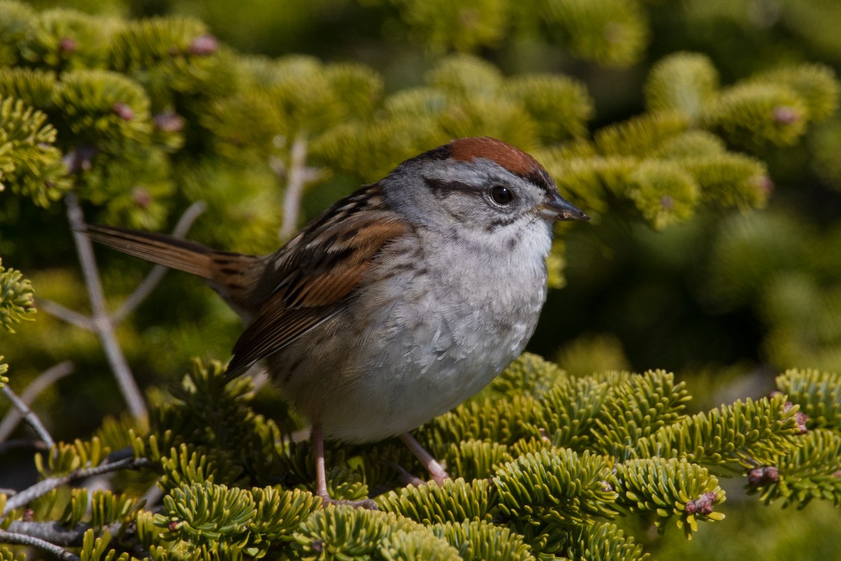 Swamp Sparrow - Detcheverry Joël