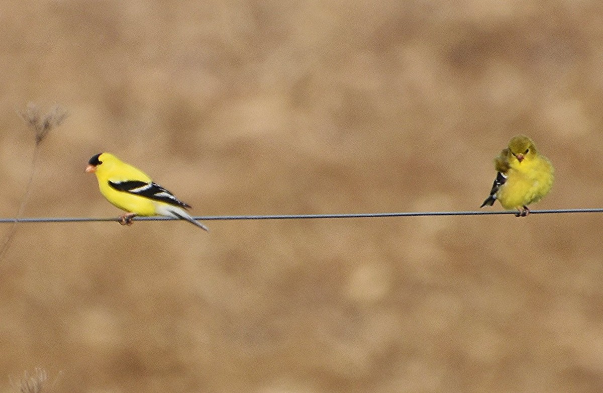 American Goldfinch - Scott Jackson