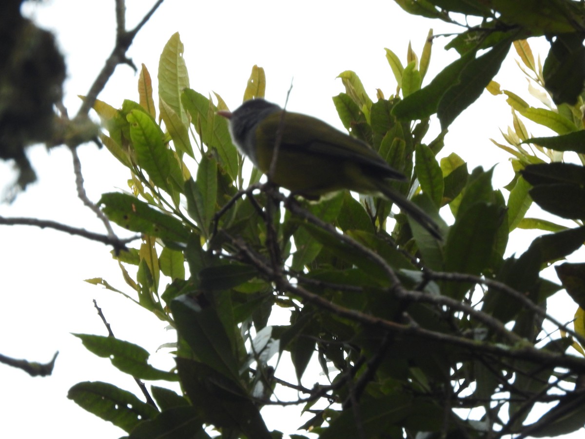 Gray-hooded Bush Tanager - ML619296215