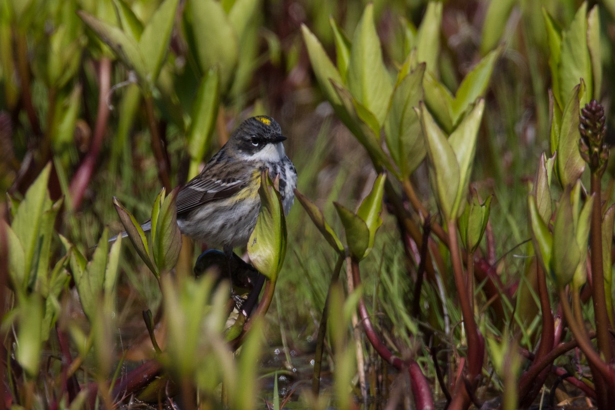 Yellow-rumped Warbler - Detcheverry Joël