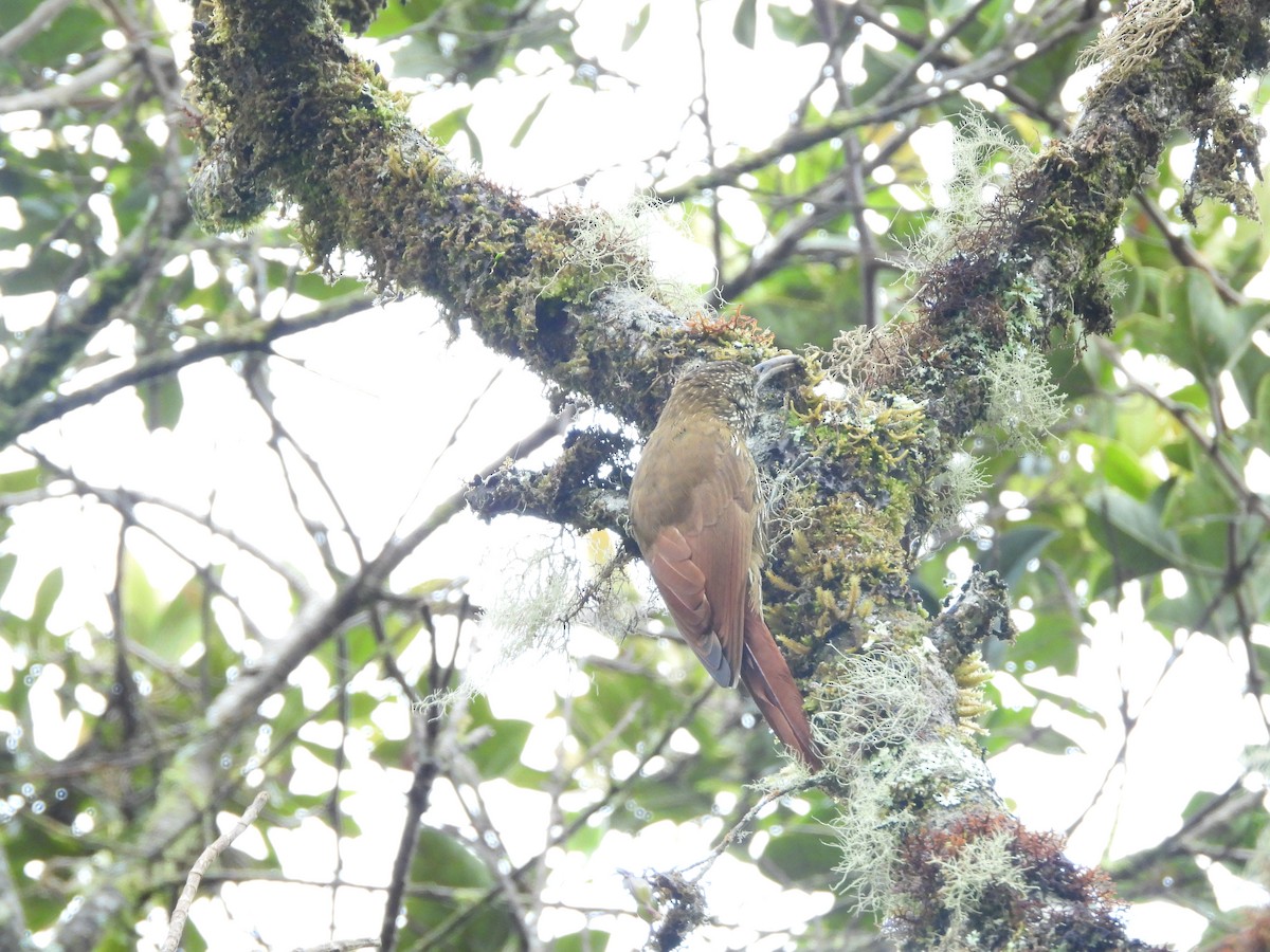 Montane Woodcreeper - ML619296225