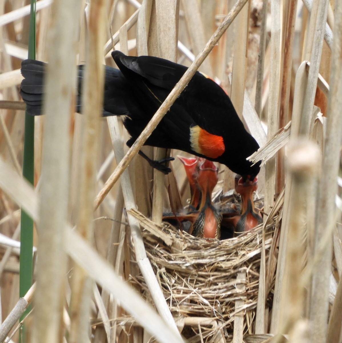 Red-winged Blackbird - ML619296230