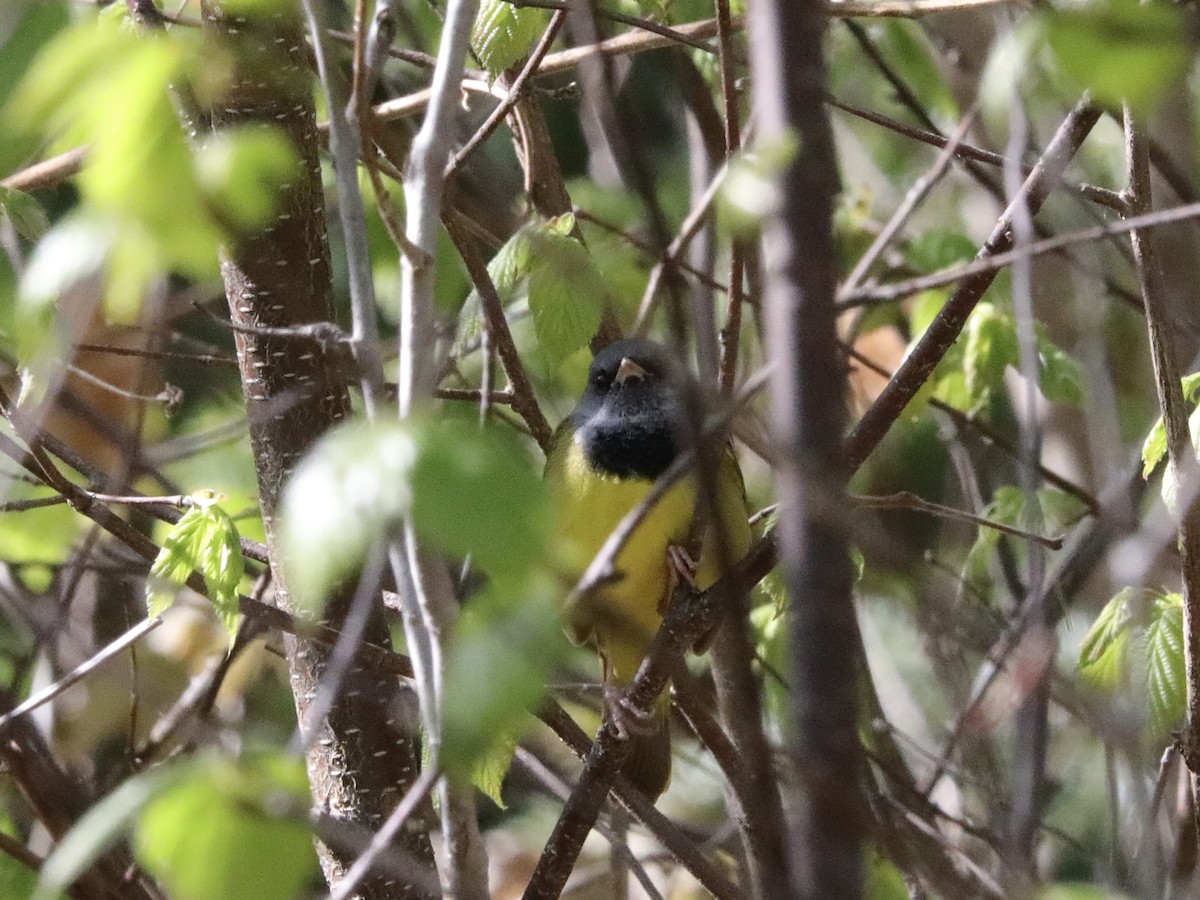 Mourning Warbler - David Wittrock