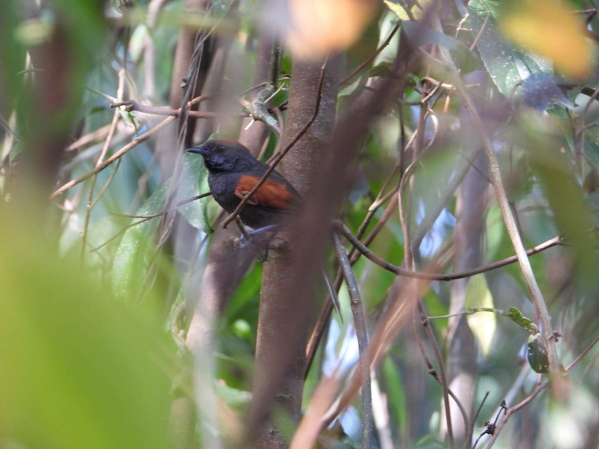 Slaty Spinetail - Joel Amaya (BirdwatchingRoatan.com)