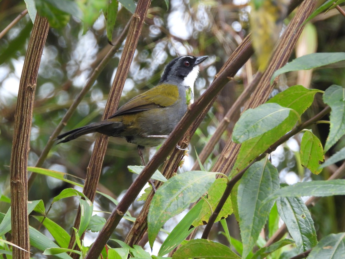 Gray-browed Brushfinch - ML619296253