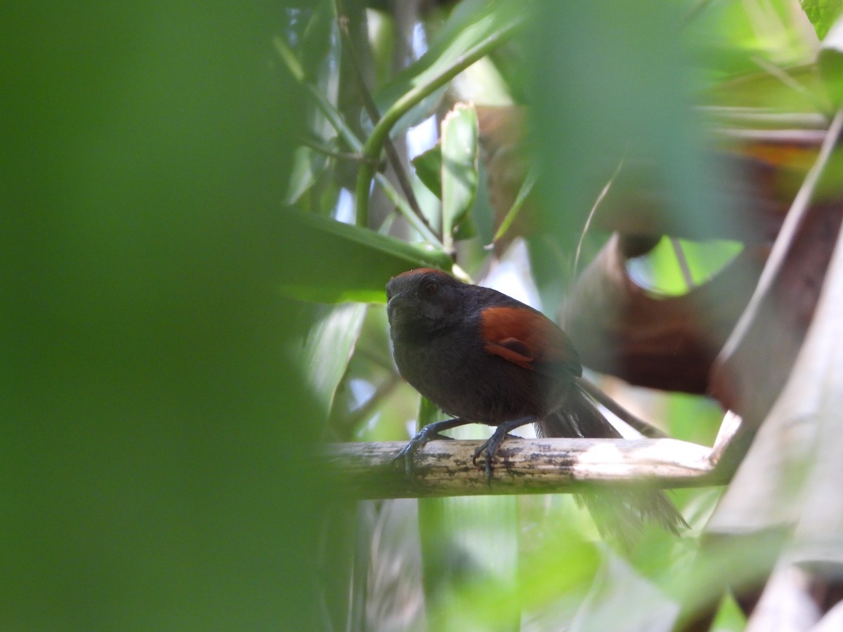 Slaty Spinetail - Joel Amaya (BirdwatchingRoatan.com)