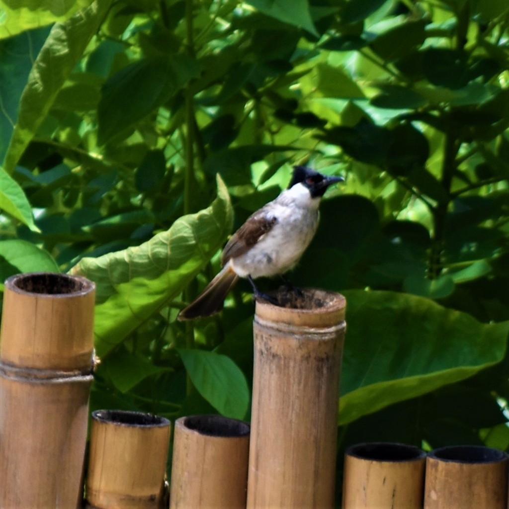 Sooty-headed Bulbul - Jorge Juan Rueda