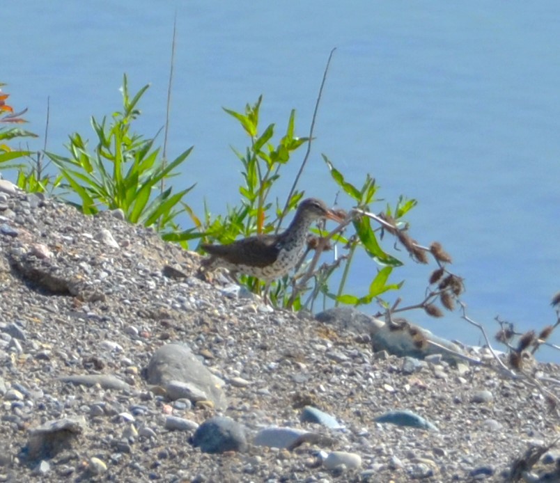 Spotted Sandpiper - Kirsten J