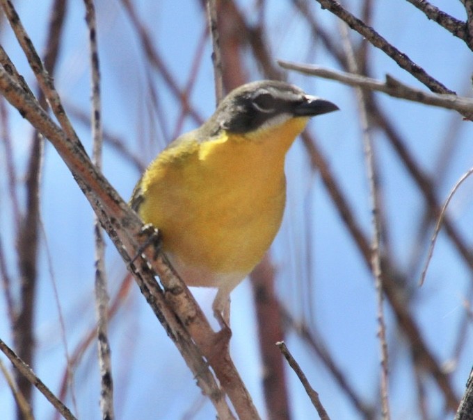 Yellow-breasted Chat - ML619296281