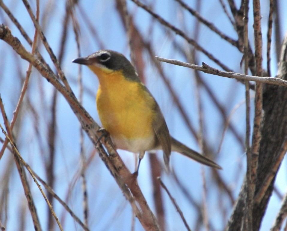 Yellow-breasted Chat - ML619296282