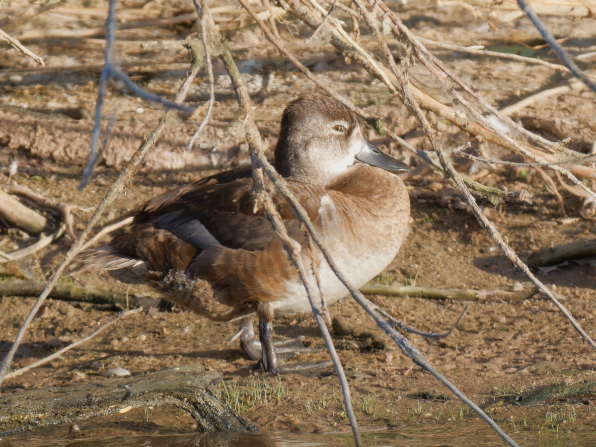 Ring-necked Duck - ML619296290