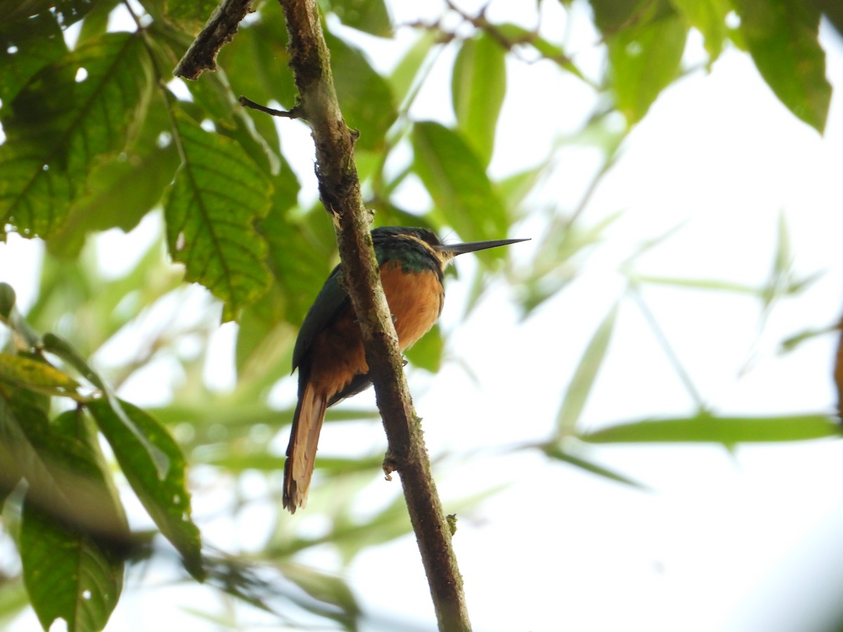 Rufous-tailed Jacamar - Joel Amaya (BirdwatchingRoatan.com)