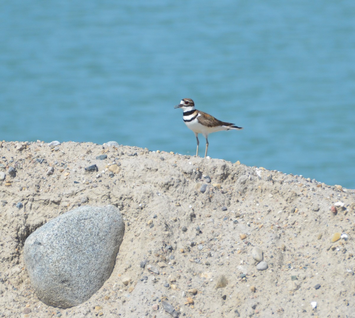 Killdeer - ML619296315