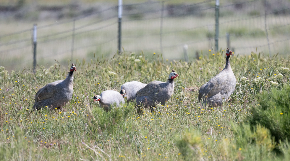 Helmeted Guineafowl - ML619296319