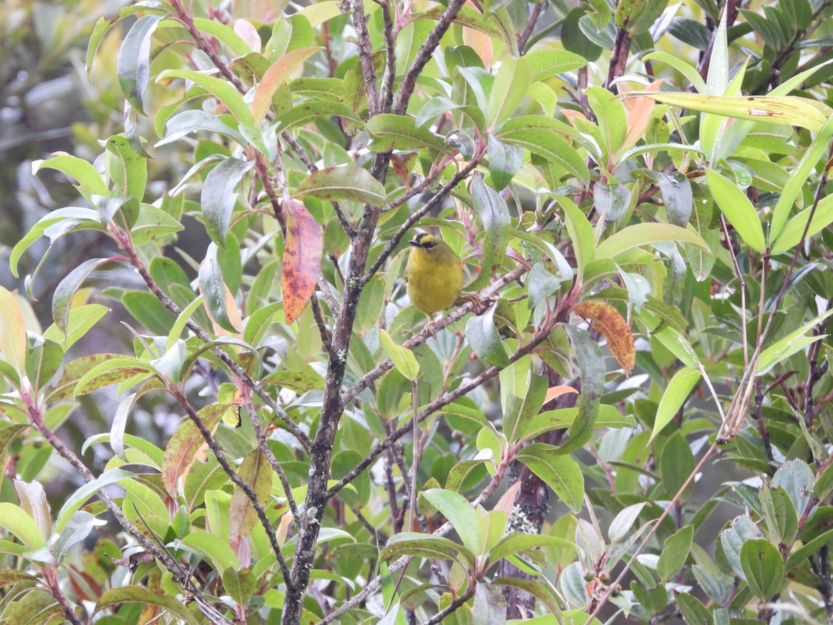 Black-crested Warbler - Juan Aguilar