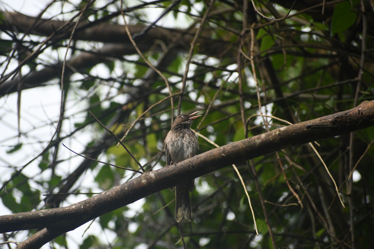 Pearly-eyed Thrasher - ML619296327