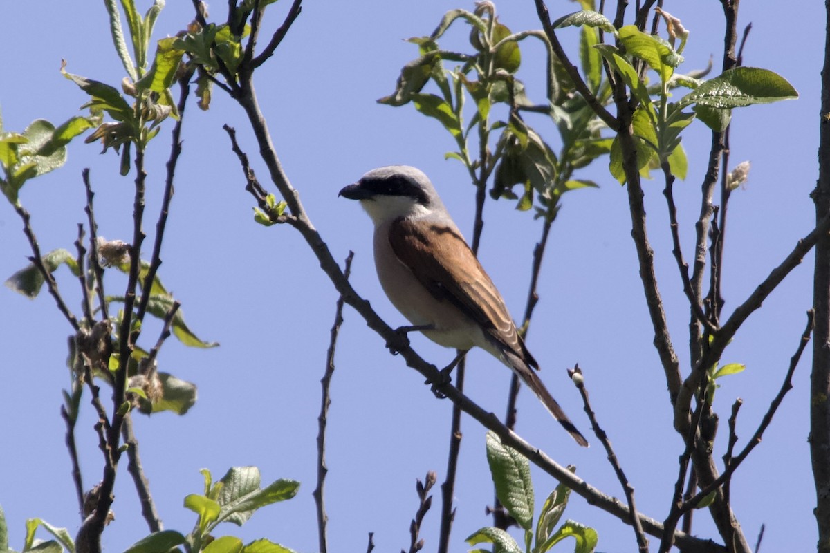 Red-backed Shrike - Elena Popova