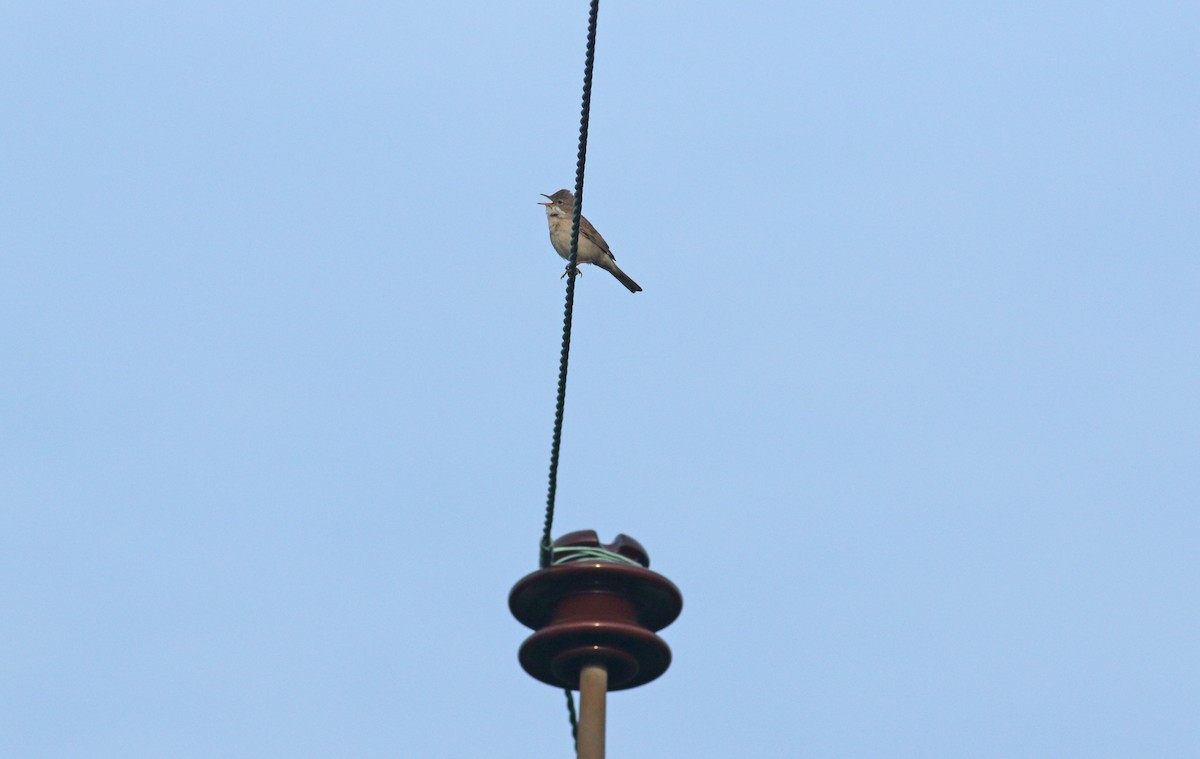 Greater Whitethroat - Andrew Steele