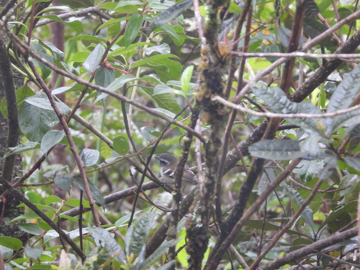 White-banded Tyrannulet - Juan Aguilar