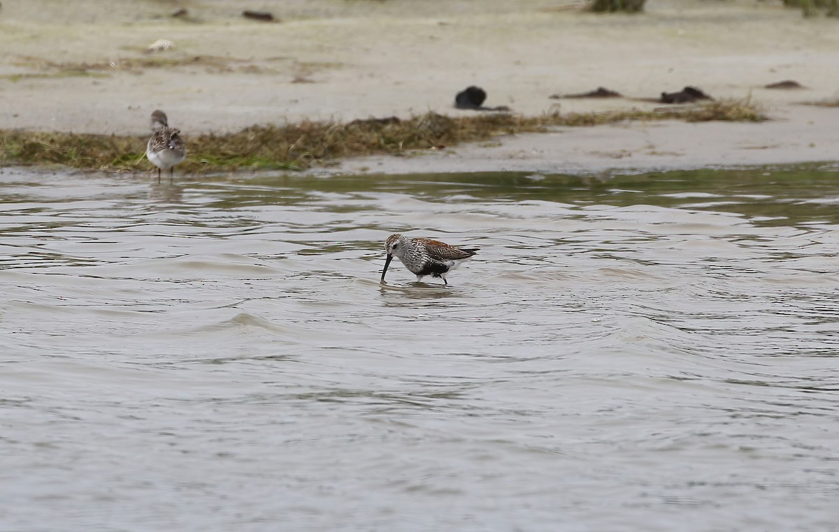 Dunlin - Evan Pannkuk