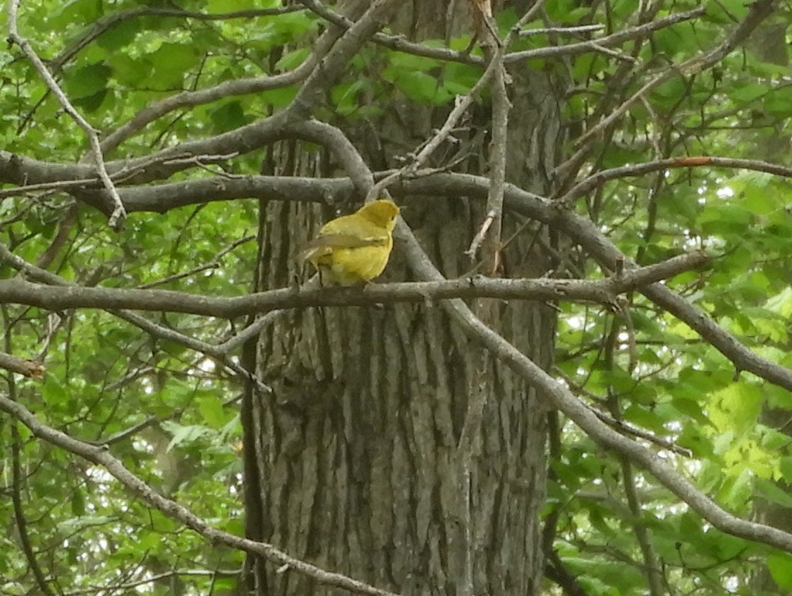 Yellow Warbler - ML619296380