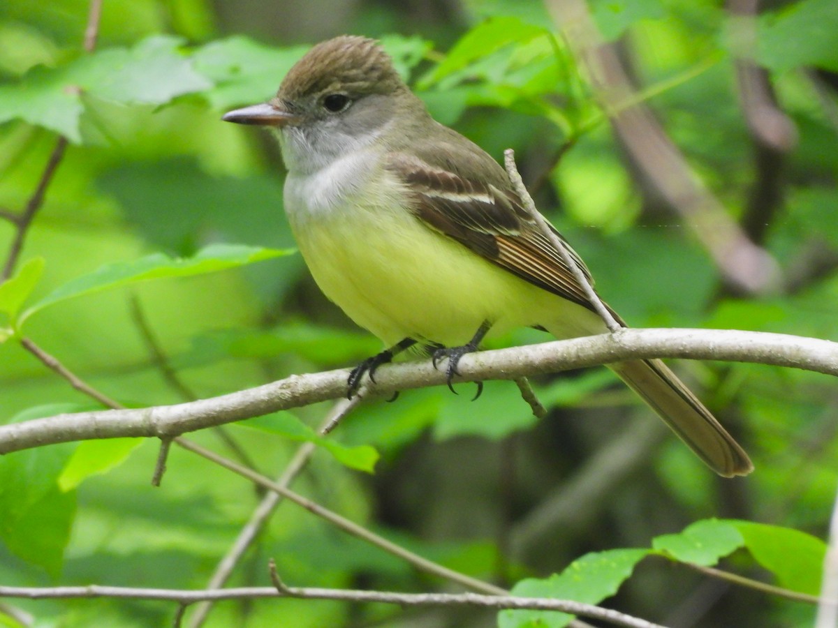 Great Crested Flycatcher - JamEs ParRis