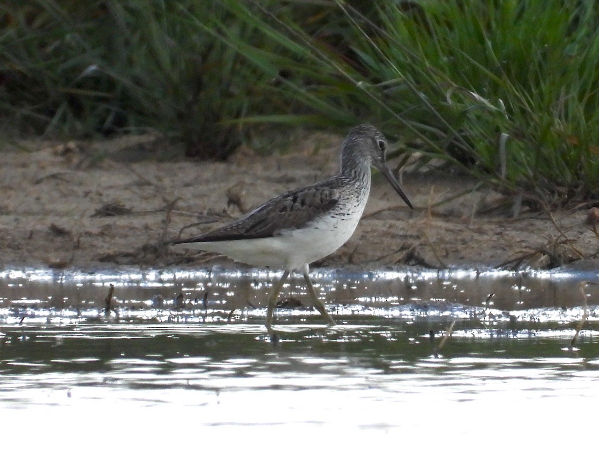 Common Greenshank - Eugenio Collado