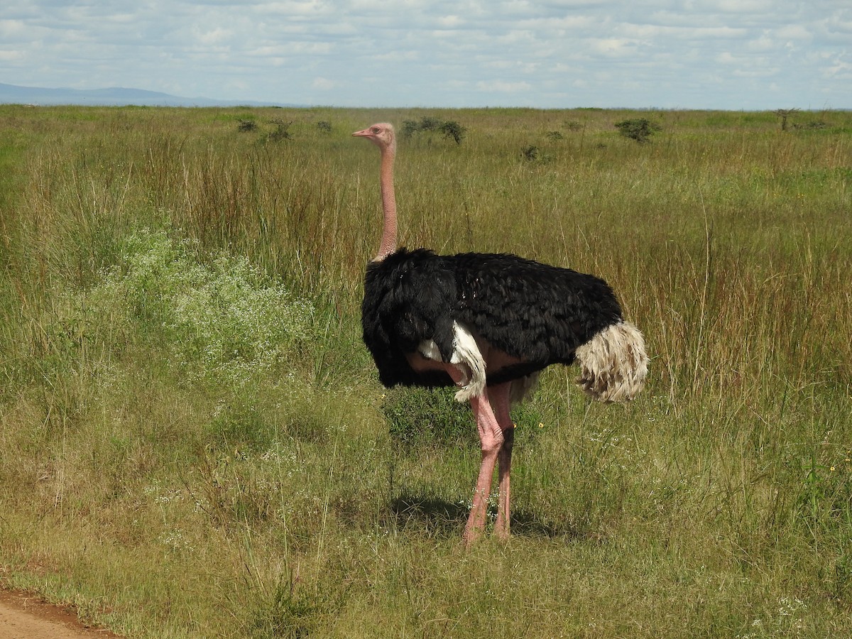 Африканский страус - ML619296409