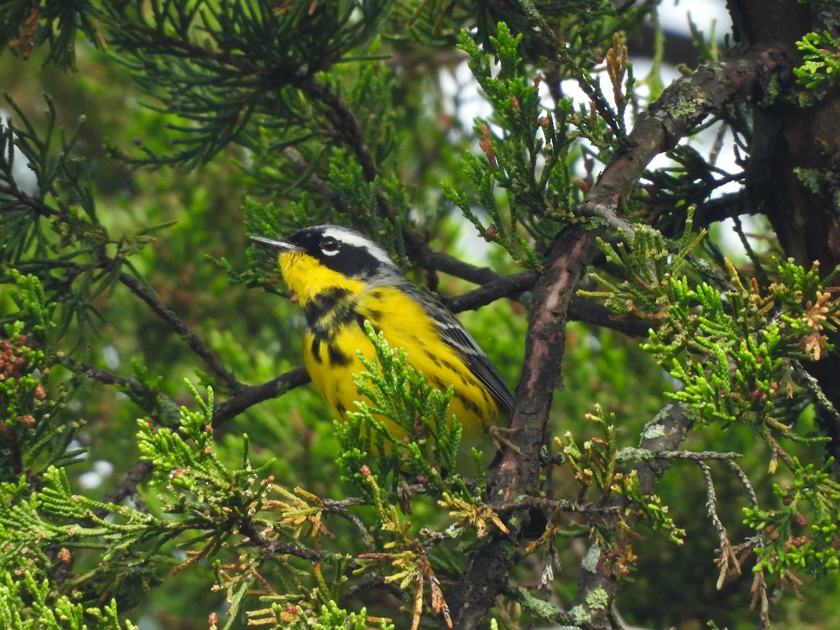 Magnolia Warbler - JamEs ParRis