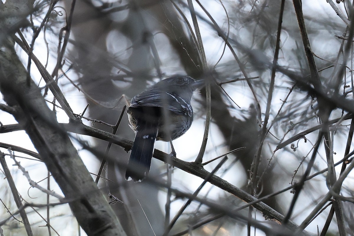 Variable Antshrike - ML619296415