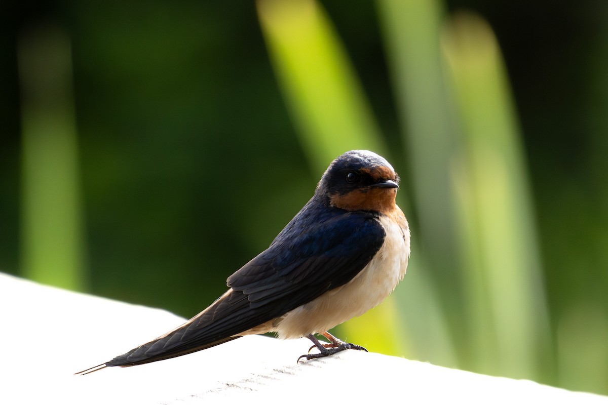 Barn Swallow - Cameron Walker