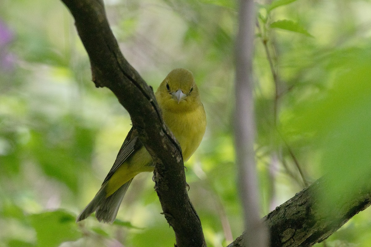 Scarlet Tanager - Annette McClellan