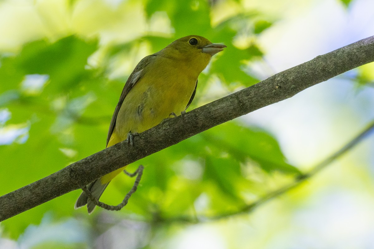 Scarlet Tanager - Annette McClellan