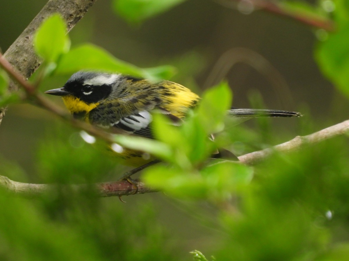 Magnolia Warbler - JamEs ParRis