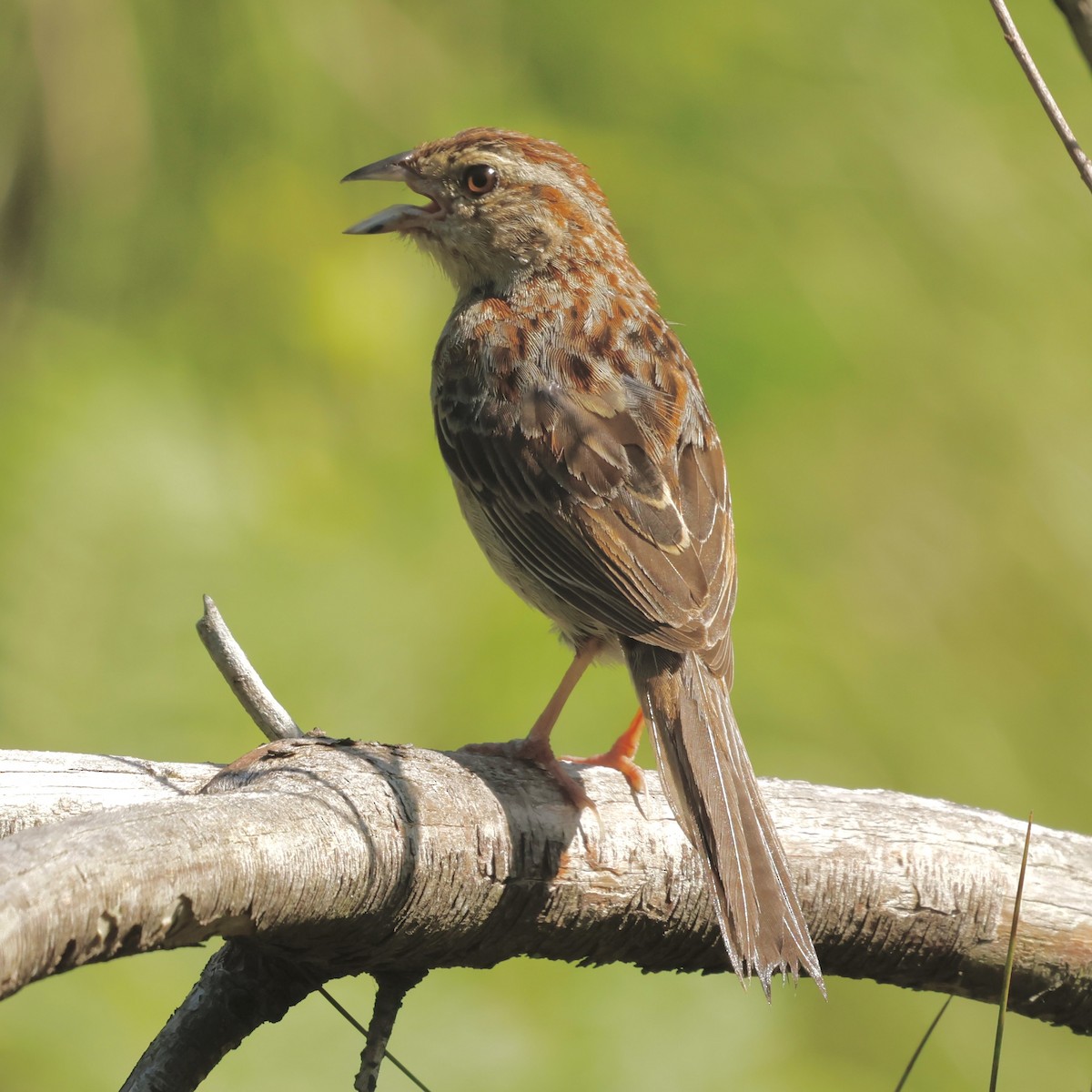 Bachman's Sparrow - Jeff Taylor