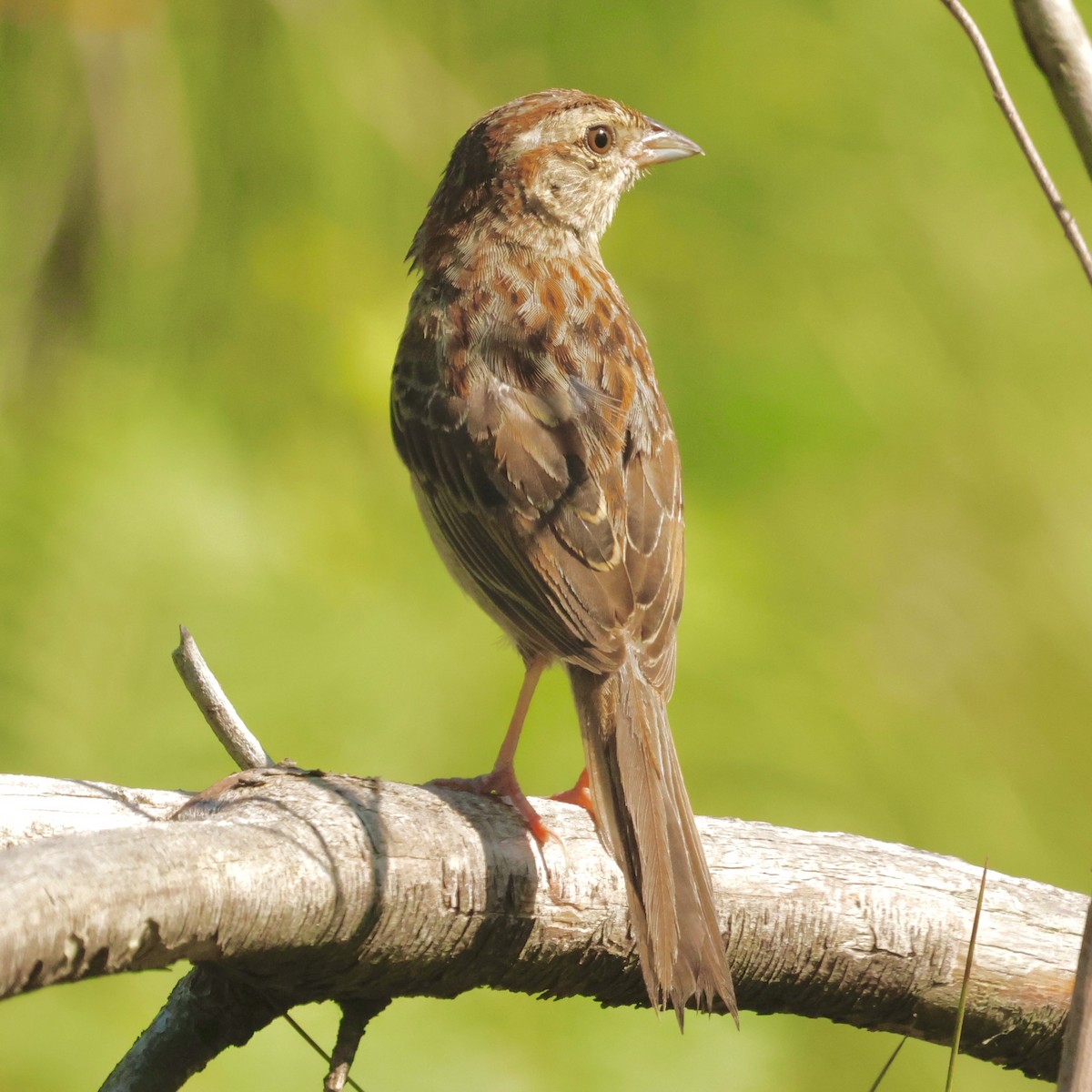 Bachman's Sparrow - Jeff Taylor